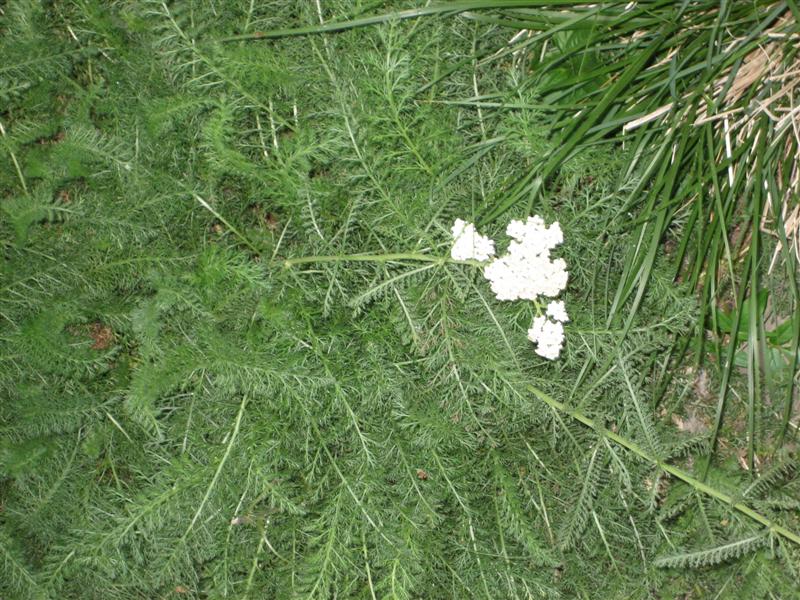 Achillea millefolium Achillea_millifolium_flower_and_foliage.JPG