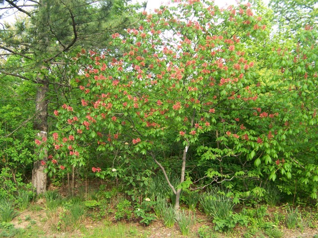 Picture of Aesculus pavia  Red Buckeye