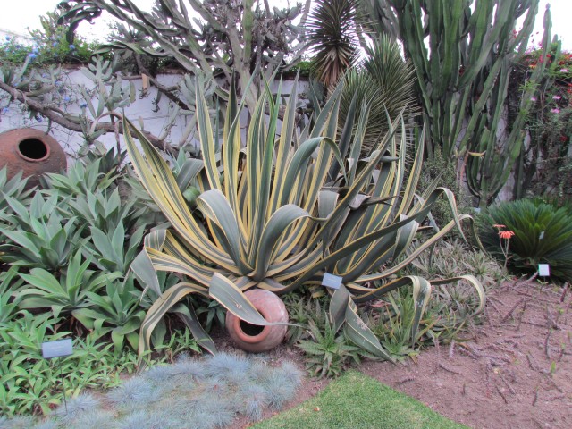 Yucca gloriosa AloeSaponaria.JPG