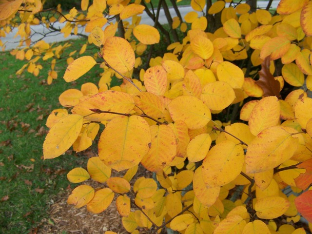Picture of Amelanchier laevis  Alleghany Serviceberry