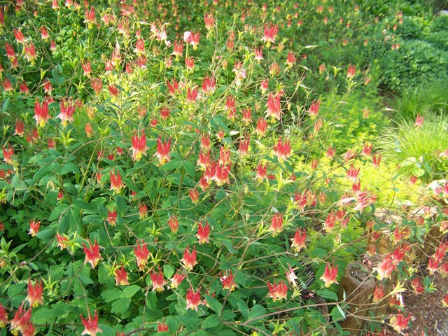Picture of Aquilegia canadensis  Columbine