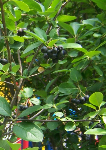 Picture of Aronia melanocarpa  Black Chokeberry