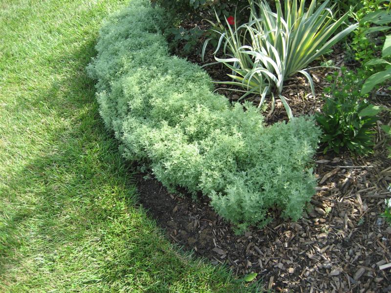 Artemisia schmidtiana Artemisia_schmidtiana_plant.JPG
