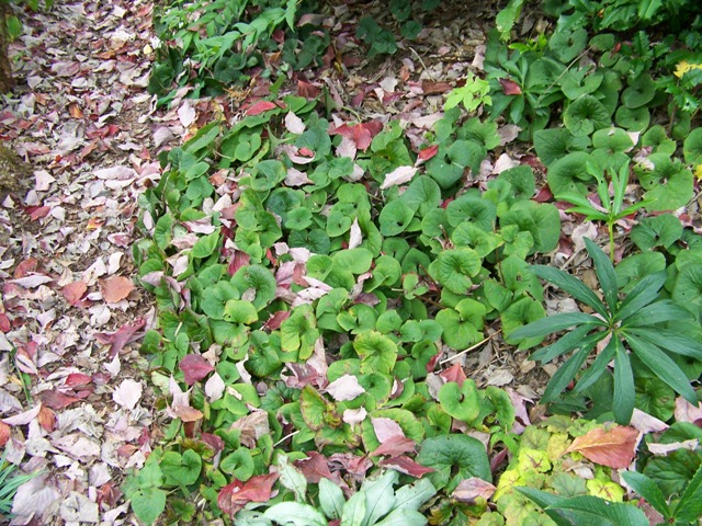 Picture of Asarum canadense  Wild Ginger