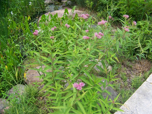 Picture of Asclepias incarnata  Swamp Milkweed