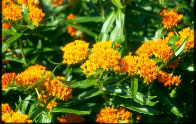 Picture of Asclepias tuberosa  Butterfly Weed