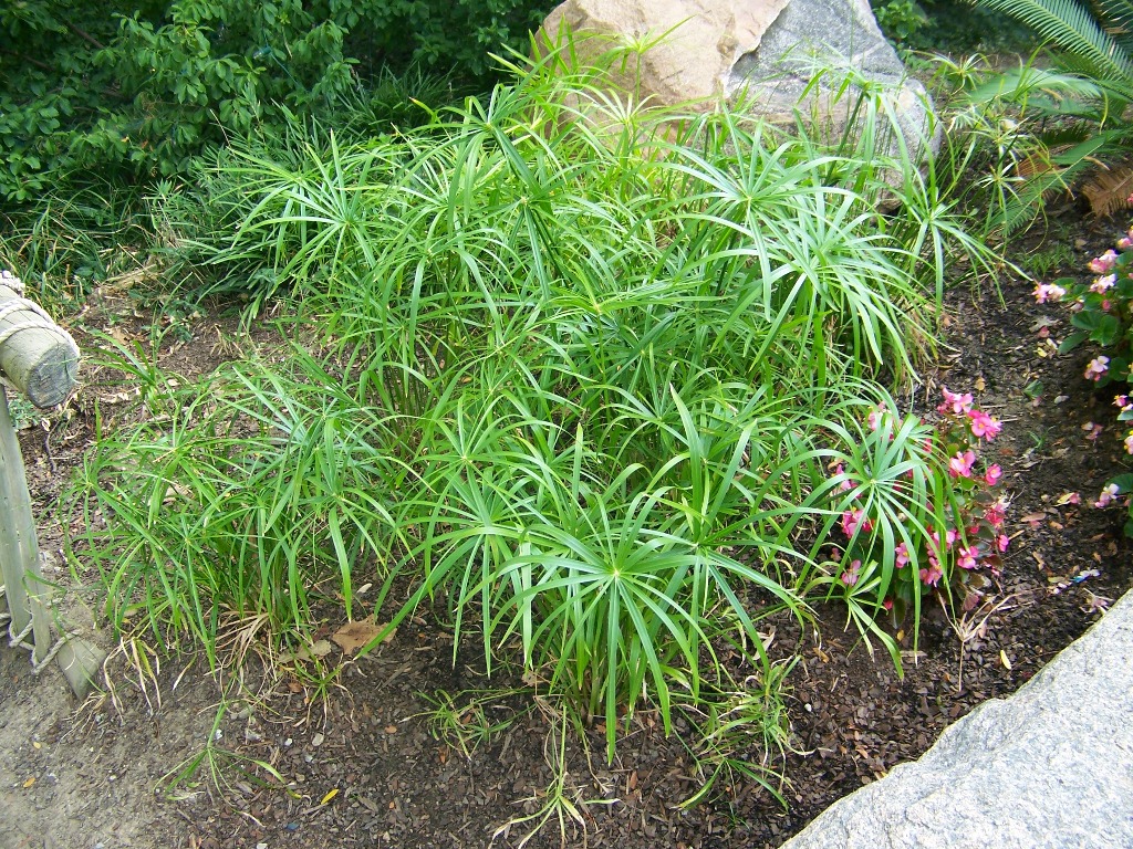 Picture of Cyperus involucratus 'Graceful Grassesï¿½ï¿½ Baby Tut' Graceful Grassesï¿½ï¿½ Baby Tut Umbrella Grass