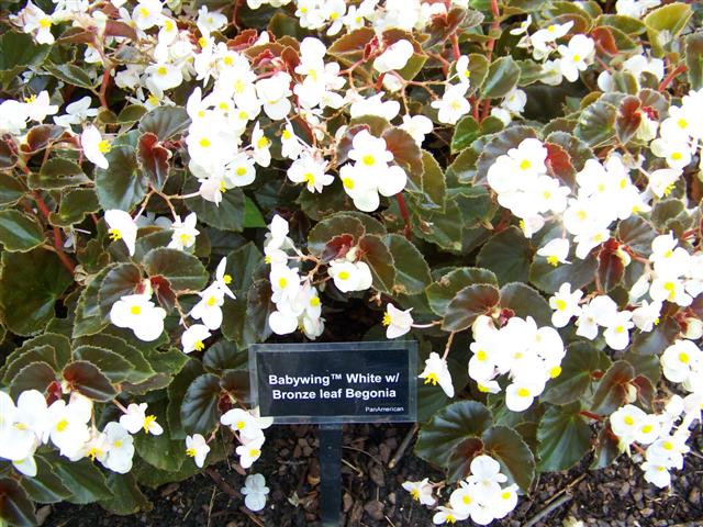 Picture of Begonia hybrida BabyWingï¿½ï¿½ï¿½ White Bronze Leaf
