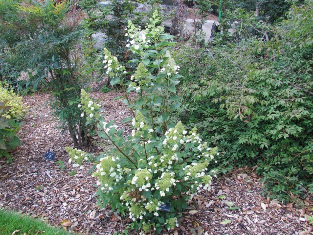 Hydrangea paniculata BhxHydrangeaPaniculataKyushu.JPG