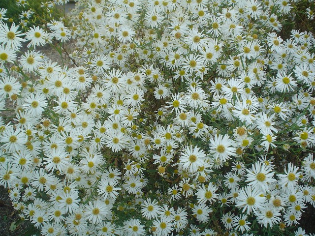 Picture of Boltonia asteroides 'Snowbank' Snowbank Boltonia