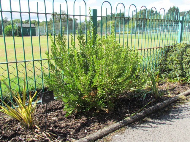 melicytus obovatus BxhMelicytusObovatus2.JPG