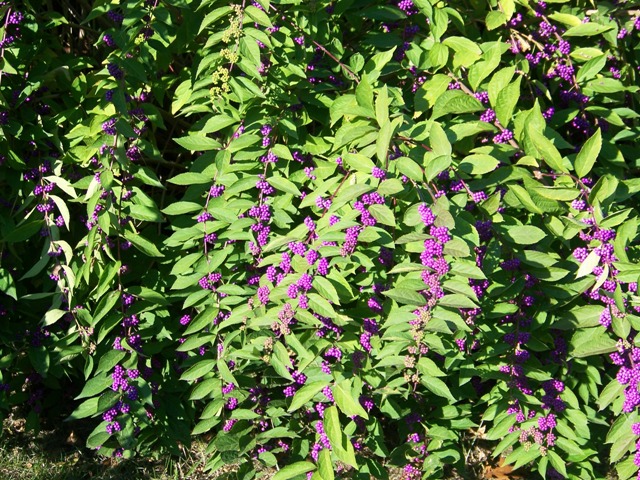 Picture of Callicarpa dichotoma 'Issai' Issai Purple Beautyberry