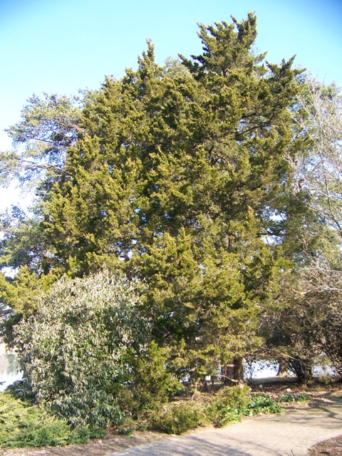 Juniperus virginiana CanaertiJuniper.JPG