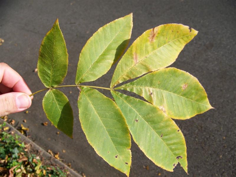 Picture of Carya cordiformis  Bitternut Hickory