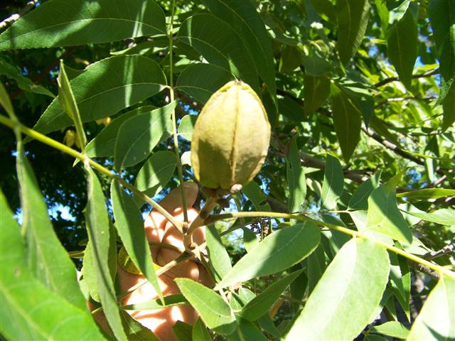 Picture of Carya illinoinensis  Northern Pecan
