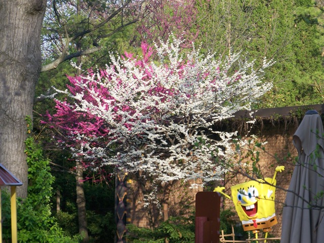 Picture of Cercis canadensis f. alba 'Royal White' Royal White Redbud