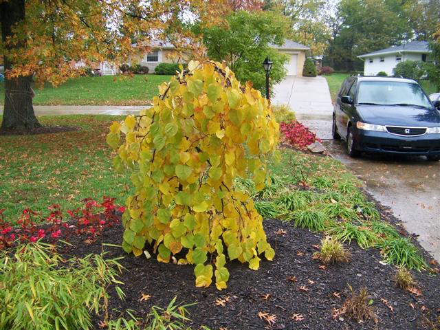 Picture of Cercis canadensis 'Ruby Falls' Ruby Falls Weeping Redbud