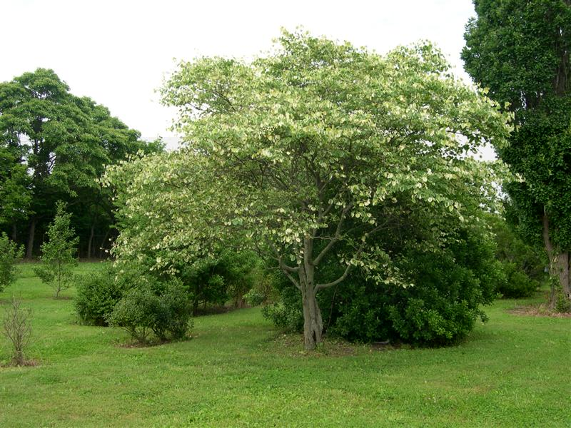 Picture of Cercis canadensis 'Silver Cloud' Silver Cloud Redbud