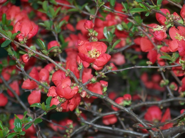 Picture of Chaenomeles speciosa 'Texas Scarlet' Texas Scarlet Flowering Quince
