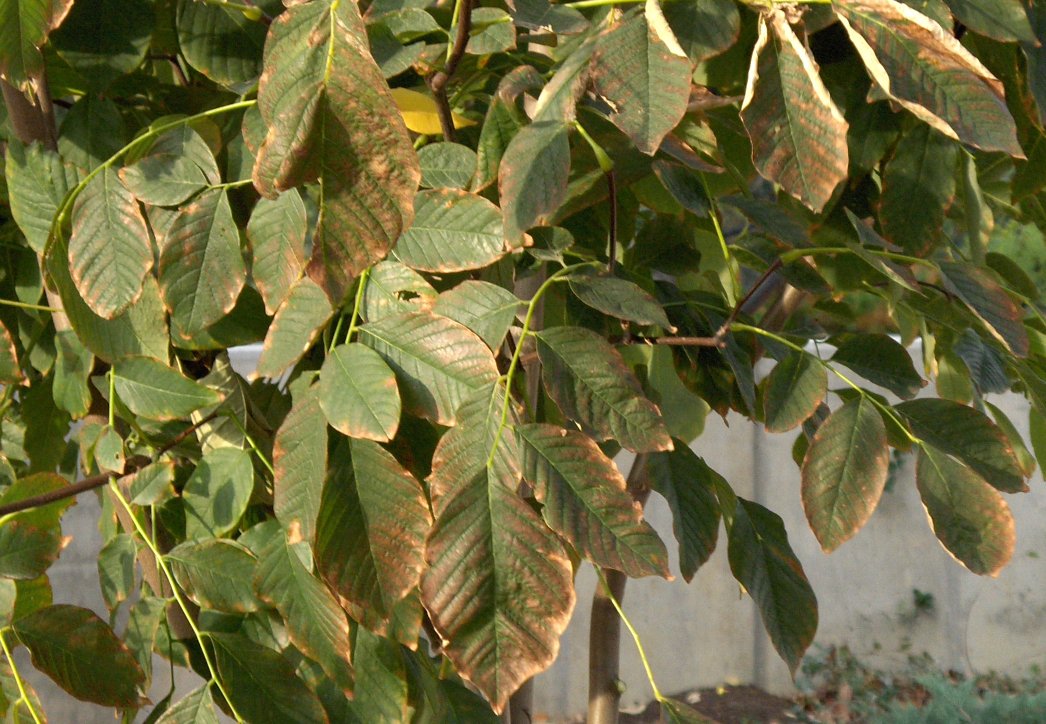 Cladrastis kentukea Cladrastis_kentuckea_Yellowwood_leaves.JPG