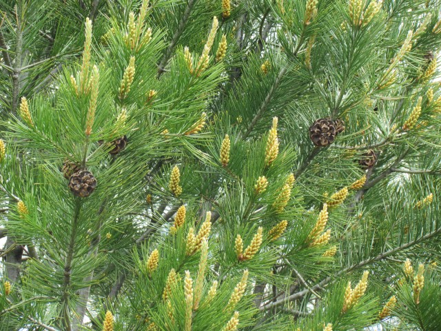Pinus bungeana ClevelandBotPinusBungeanaClose.JPG