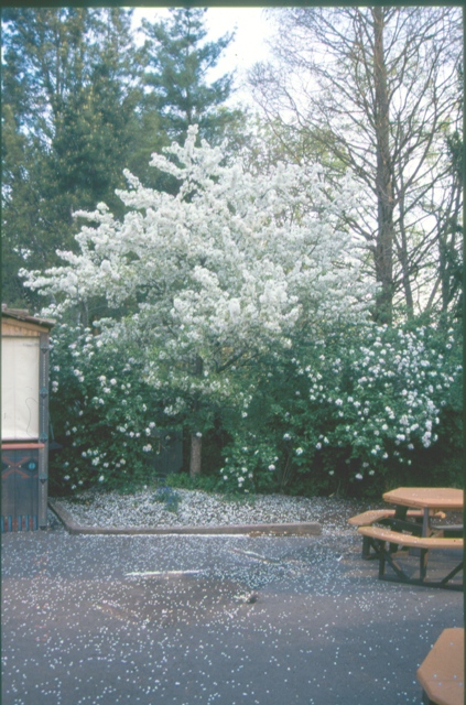 Picture of Malus sp. 'Sugar Tyme' Sugar Tyme Crabapple