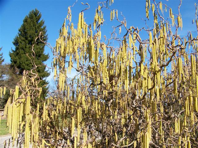 Picture of Corylus avellana 'Contorta' Contorted Filbert