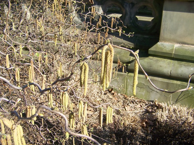 Picture of Corylus avellana 'Contorta' Contorted Filbert