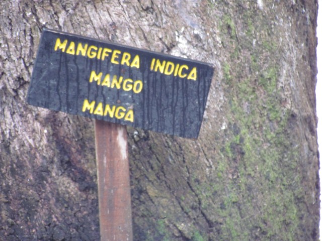 Mangifera indica CostaRicaMagnificaIndicaSign.JPG