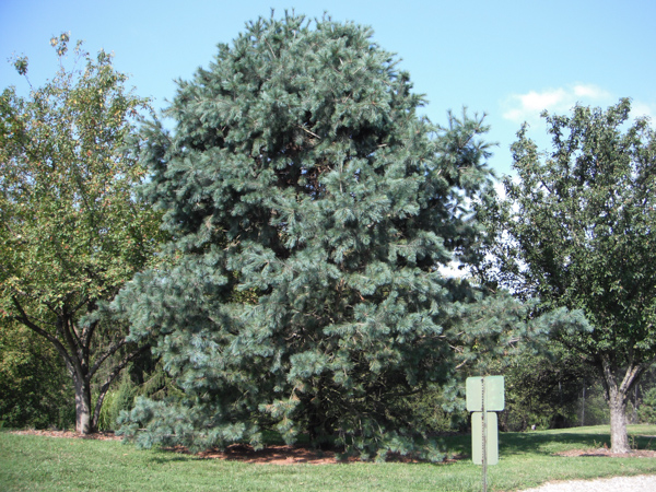 Pinus ayacahuite DSCF1385.jpg