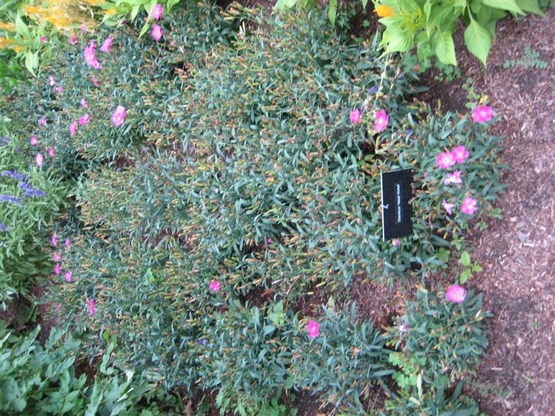 Dianthus chinensis Dianthus_chinensis_foliage_edible.JPG