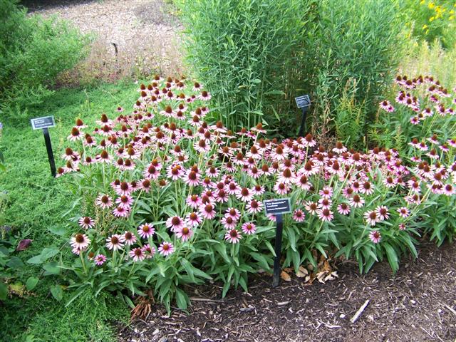 Picture of Echinacea  'Pixie Meadowbrite'ï¿½ï¿½ï¿½ Pixie Meadowbrite