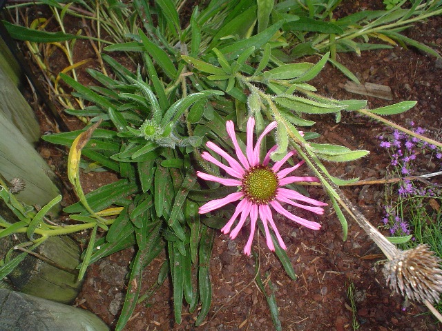 Picture of Echinacea tennesseensis 'Rocky Top' Rocky Top Coneflower