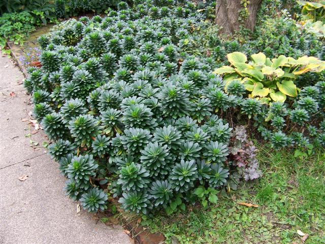 Picture of Euphorbia amygdaloides var. robbiae  Robb's Wood Spurge
