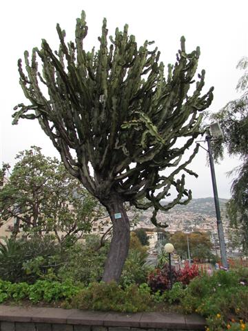 Euphorbia ingens EuphorbiaIngenaFunchal.JPG