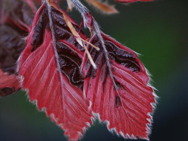 Picture of Fagus sylvatica 'Roseo-marginata' Tri-colored European Beech