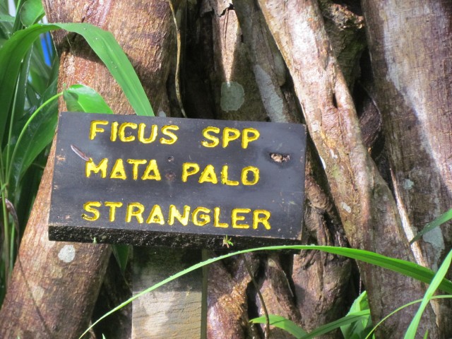 Ficus matapalo FicusMataPaloStranglerSign.JPG