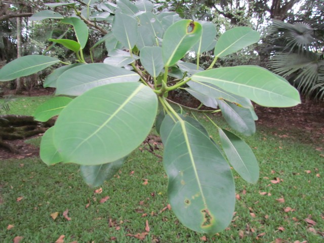 Ficus maxima FicusMaximaLeaf.JPG