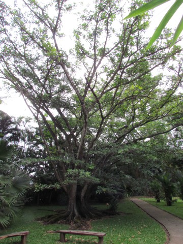 Ficus maxima FicusMaximaTree.JPG