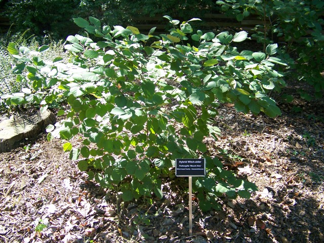 Picture of Fothergilla major 'Mt. Airy' Mt. Airy Fothergilla