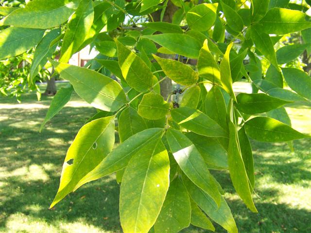 Picture of Fraxinus pennsylvanica  Green Ash