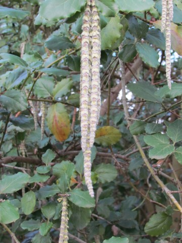Garrya elliptica GarryaElliptica1.JPG