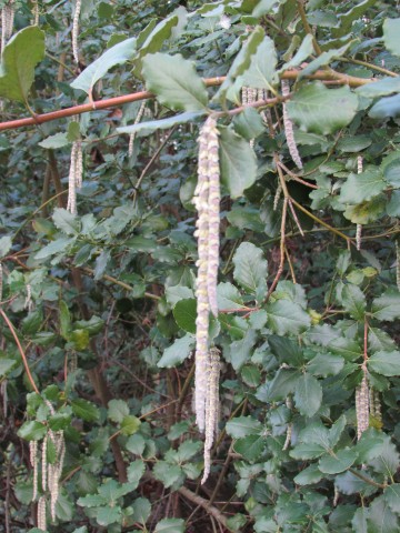Garrya elliptica GarryaElliptica2.JPG