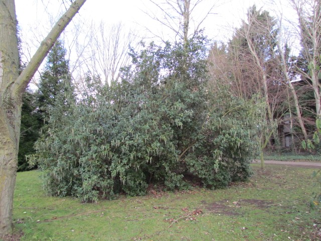 Garrya elliptica GarryaElliptica3.JPG