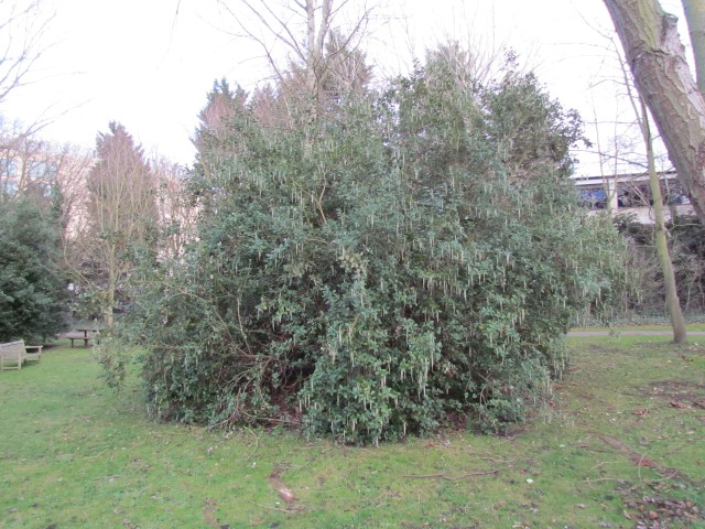 Garrya elliptica GarryaElliptica4.JPG
