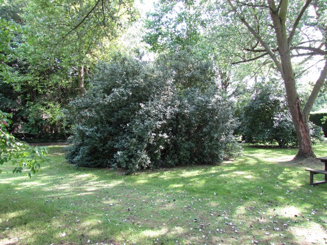 Garrya elliptica GarryaEllipticaJamesRoofFullCUBG.JPG