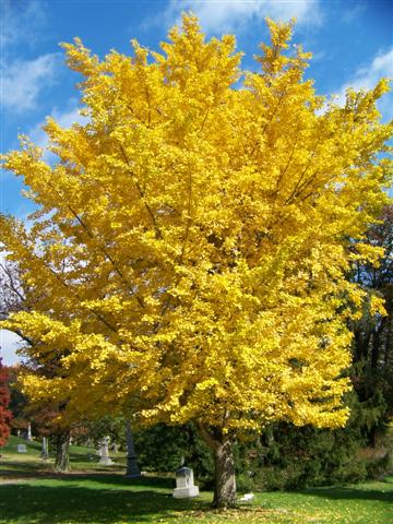 Picture of Ginkgo biloba 'Autumn Gold' Autumn Gold Maidenhair Tree