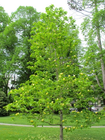 Magnolia acuminata HalifaxMagnoliaAcuminata3.JPG