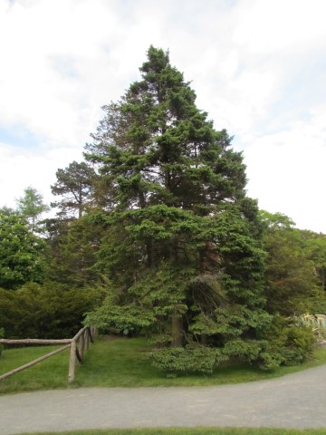 Picea glauca HalifaxPiceaGlauca.JPG
