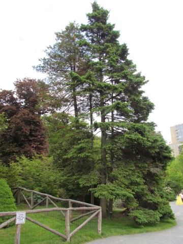 Picea glauca HalifaxPiceaGlauca2.JPG